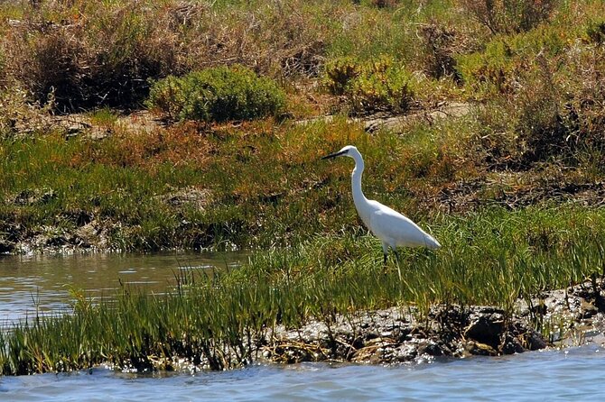 Birdwatching in Ria Formosa - Eco Boat Tour From Faro - Traveler Photos and Experiences