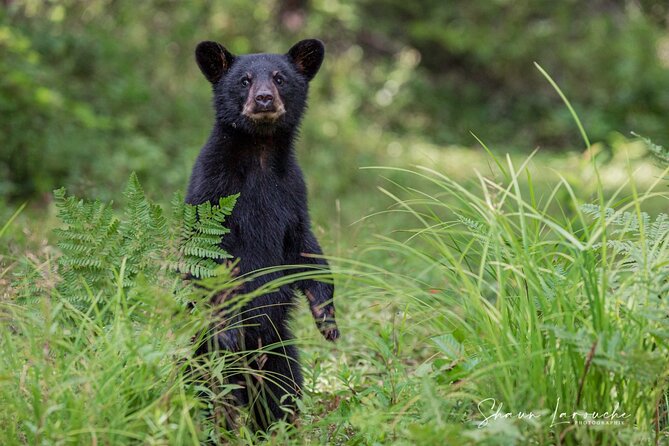 BLACK BEAR VIEWING AND WALKING AT OUTDOOR CTRS CANYON - Saguenay Guided Tours - Inclusions