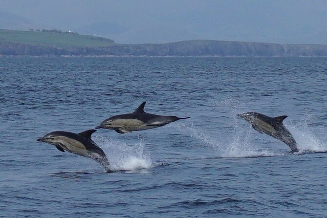 Blasket Islands Wildlife Boat Tour From Dingle - Inclusions on the Boat Tour