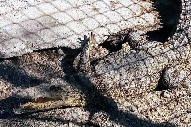 Boat Ride-Gentle Beach Beach Horseback RideLunch-Crocs-Turtles - Boat Ride