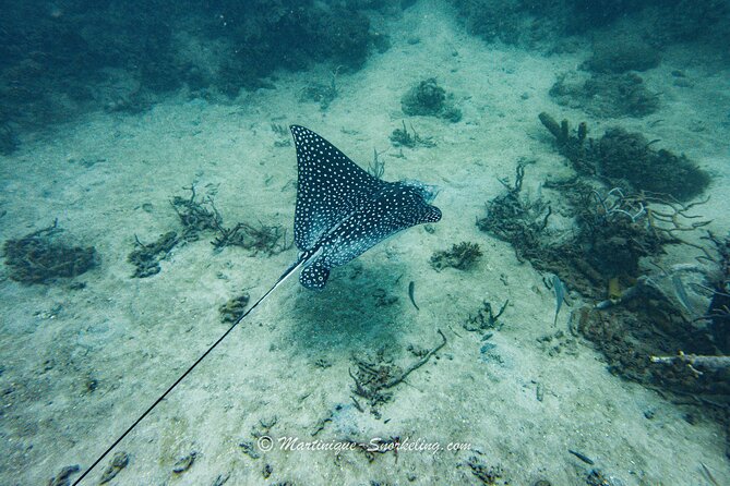 Boat Trip for Snorkeling Discovery of Corals - Traveler Photos and Reviews