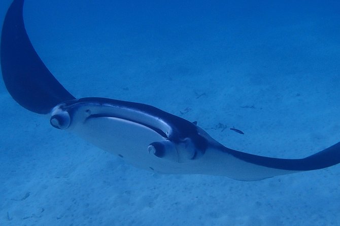 Bora Bora: Luxury Private Half Day Snorkeling Tour - Booking Information