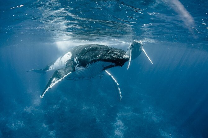 Bora Bora Private Half-Day Whale-Watching Tour - Cancellation Policy