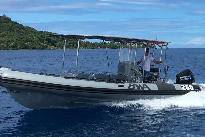 Bora Bora Whale Watching - Reviews