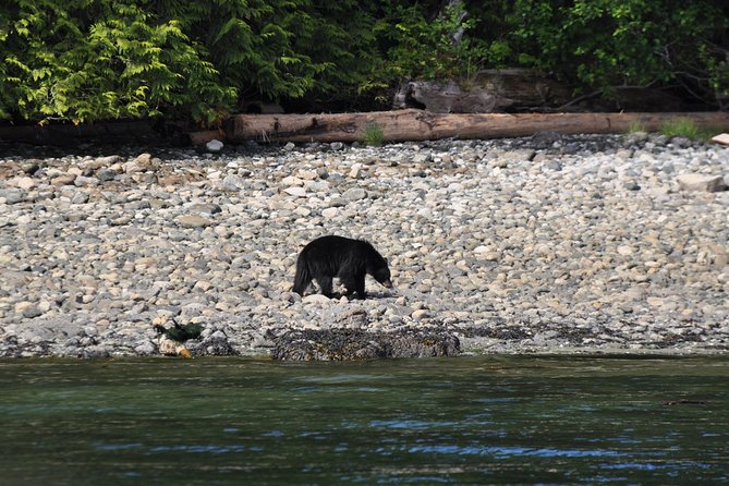 British Columbia: Salish Sea Half-Day Whale and Wildlife Tour  - Vancouver Island - Scenic Land and Water