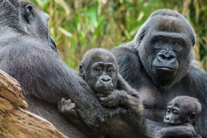 Bronx Zoo Admission Ticket - Pricing and Value