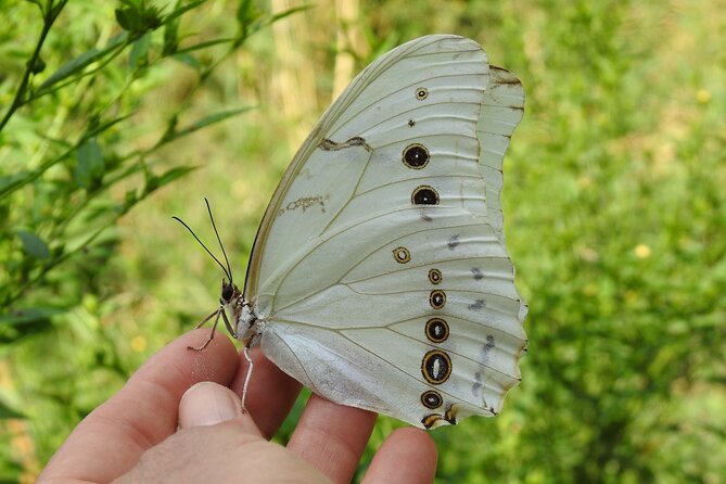 Butterfly Sanctuary Guided Tour in Puerto Vallarta - Tour Overview
