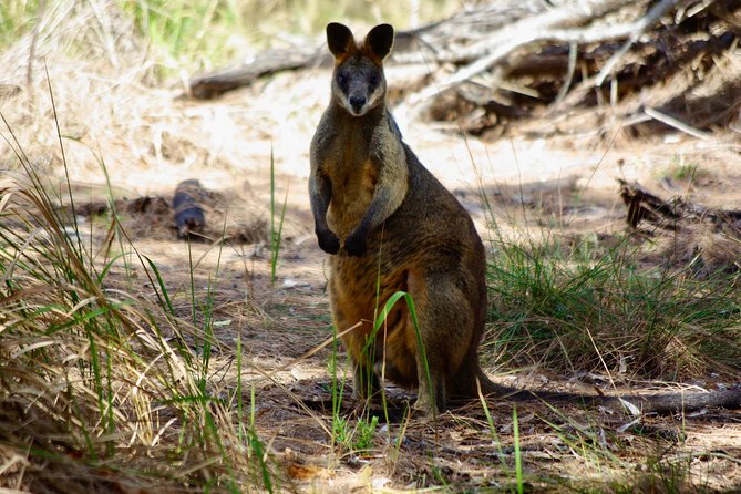 Byron Bay Hinterland Tour Including Rainforest Walk to Minyon Falls - Tour Details