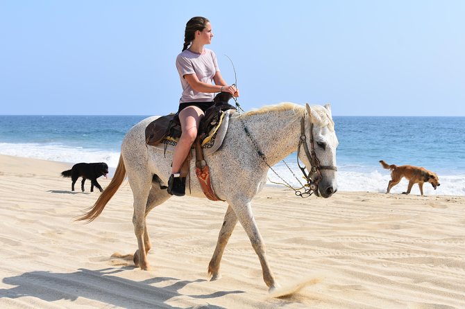 Cabo Desert ATV & Beach Horseback Combo and Tequila Tasting - Tour Highlights