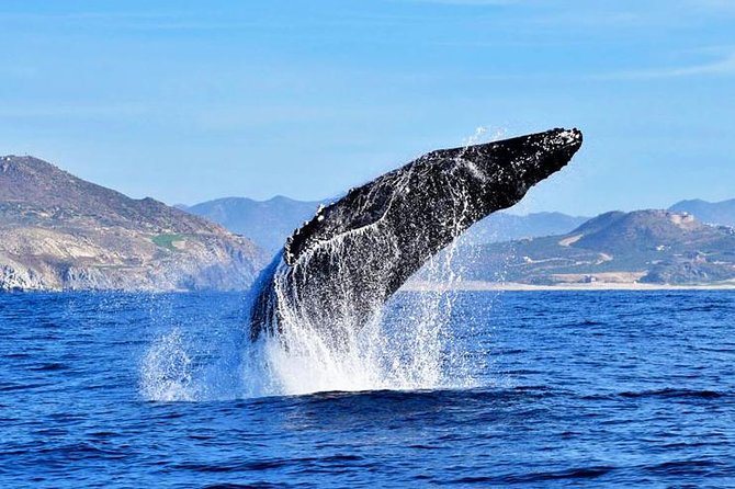 Cabo Group Whale Watching Tour - Incl FREE Photos & Whale Sightings Guarantee - Pricing and Booking Details