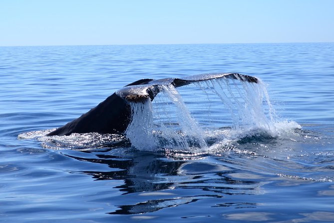 Cabo Private Whale Watching Tour - Incl FREE Photos & Whale Sightings Guarantee - Tour Overview