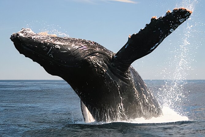 Cabo San Lucas Whale Watching Tour All Included - Tour Highlights
