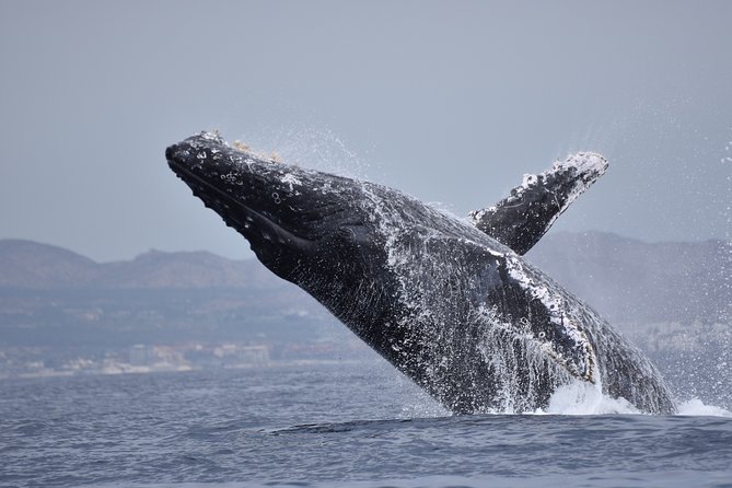 Cabo Wildlife SAFARI - Traveler Photos