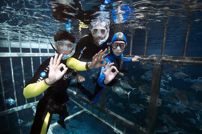 Cage Snorkeling Dubai Mall Aquarium - Price and Booking Details