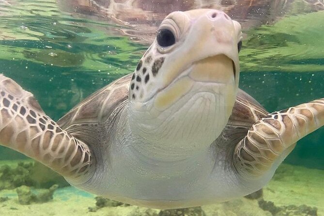 Cairns Aquarium General Admission and Turtle Hospital Tour - Interactive Experiences at the Aquarium