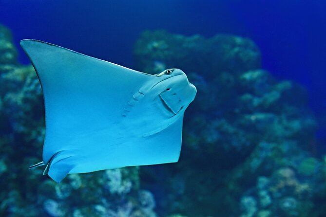 Cairns Aquarium Marine Life Encounter Ticket - Traveler Photos and Reviews