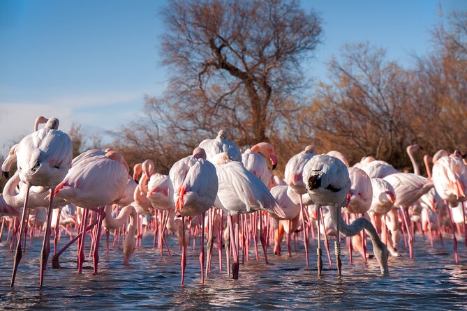 Camargue Small-Group Day Trip From Avignon - Trip Overview and Features