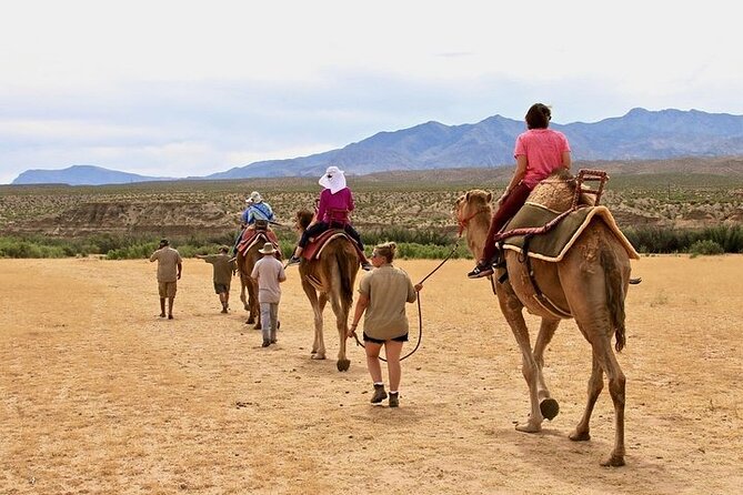Camel Safari - Camel Ride and Zoo Tour - Highlights of the Camel Safari Zoo Tour