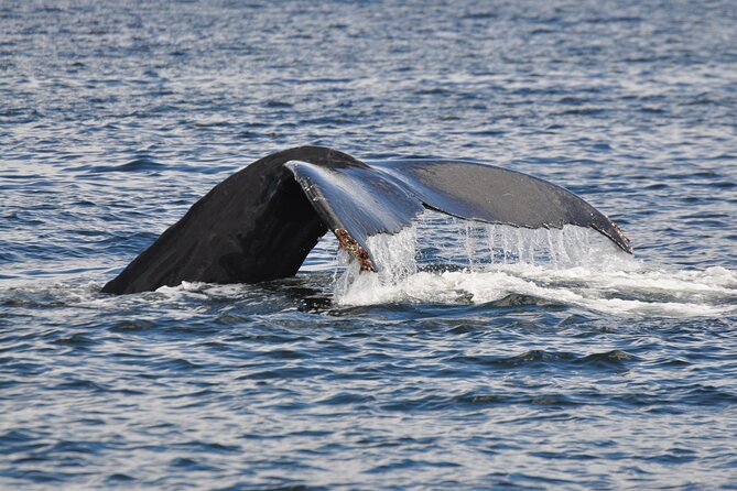 Campbell River Full Day Whale Watching and Kayaking Tour  - Vancouver Island - Cancellation Policy