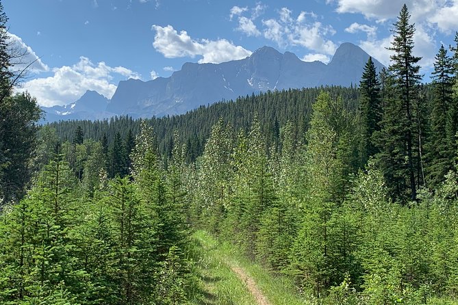Canmore: Into the Mountains - 4hr Wildlife Safari Drive & Walk - Meeting and Pickup