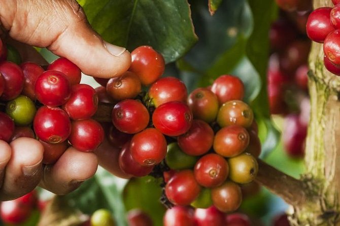 Canyonning & Coffee Experience Half Day - Common Questions