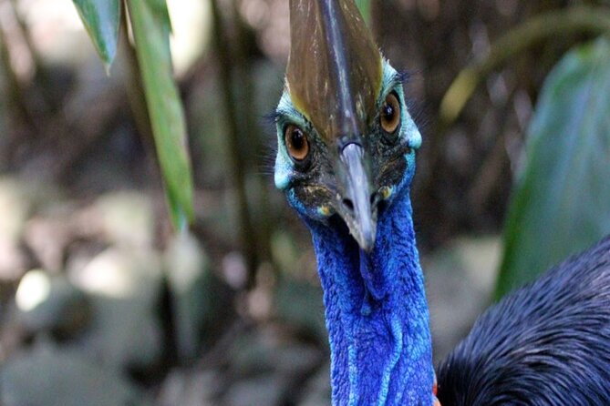 Cape Tribulation and Daintree Wilderness Day Tour in Cairns - Partnership With Reforest for Tree Planting
