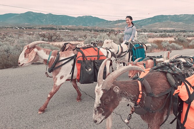 Carson City Small-Group Morning Walk With Goats  - Reno - Inclusions and Meeting/Pickup Details
