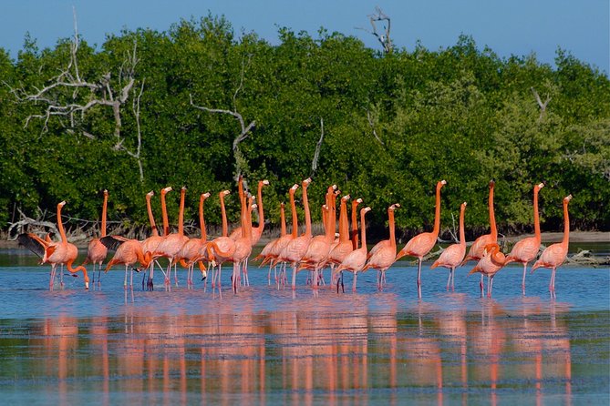 Celestun Nature Reserve Flamingo Tour-Boat to Flamingo Paradise From Merida - Tour Highlights