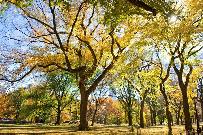 Central Park Photography Tour With Local Photographer - Overview and Benefits
