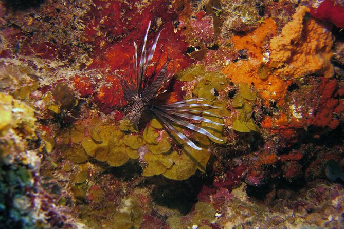 Certified Scuba Diving in Curacao - Inclusions and Exclusions