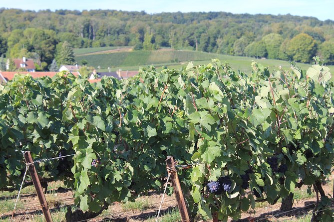Champagne Lovers Discovery Multi Tasting Tour With Private Driver - Tour Details and Pricing