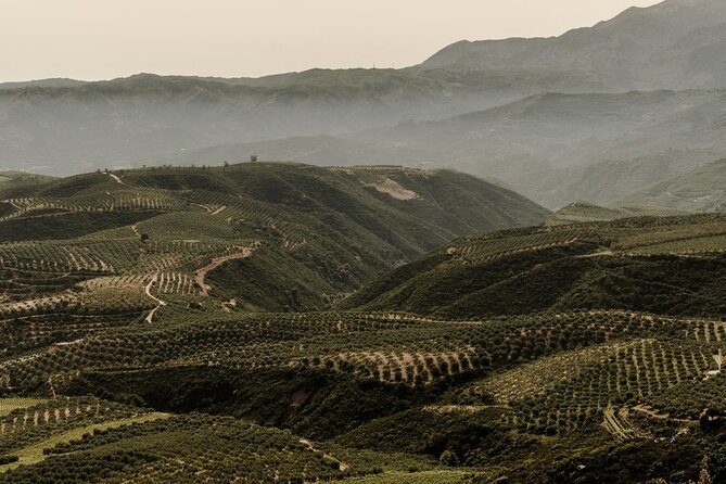 Chania Luxury Jeep Safaris: Secrets of Wine & Olive Oil Tastings - Historic Olive Groves in Chania