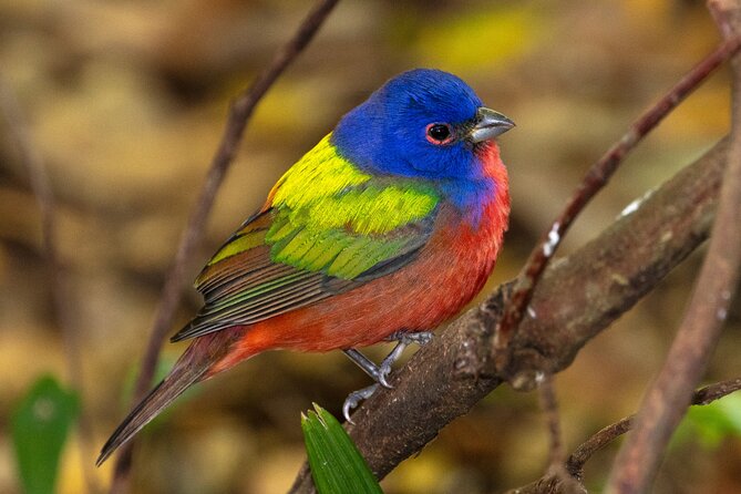 Charleston Bird Watching Tour - Overview and Requirements