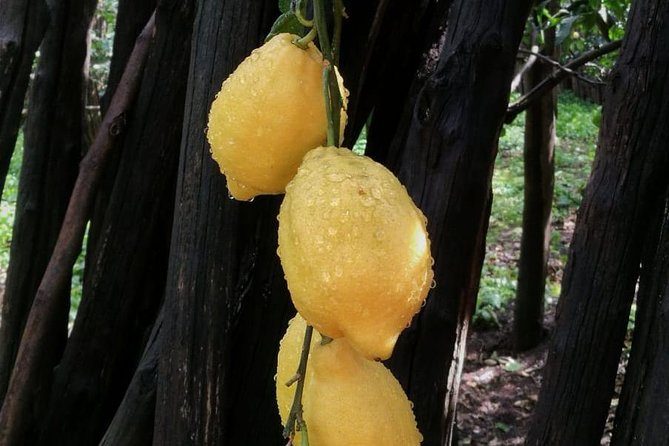 CHEESE, WINE OIL and LEMON TOUR Food and Walking in Sorrento - Weather Requirements for the Tour