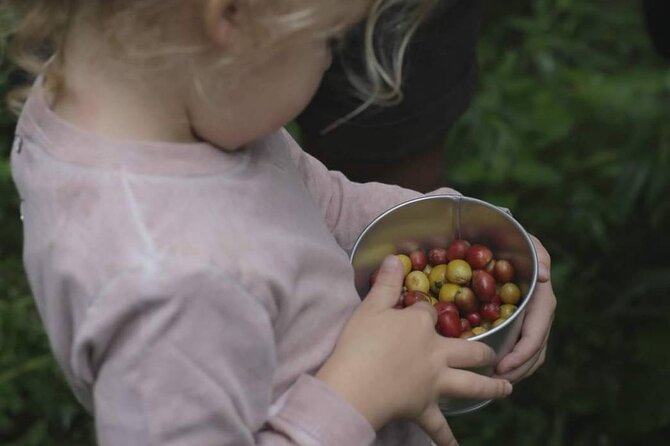 Chiangmai Coffee Farm Tour - Traveler Experience
