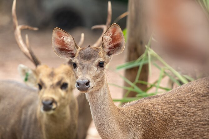 Chiangmai Night Safari Tour - Overview of Chiangmai Night Safari Tour