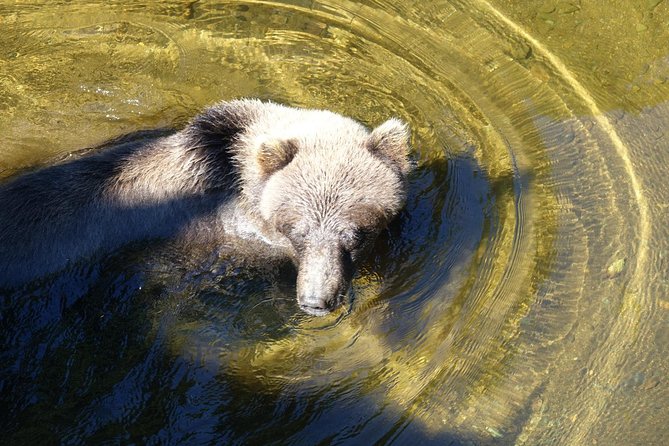Chichagof Island Tour: Brown Bear Search - Highlights of the Brown Bear Search