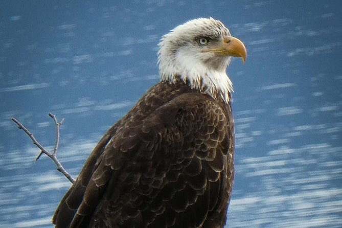 Chilkoot Wilderness and Wildlife Viewing (2.5 Hrs in Haines) - Tour Details