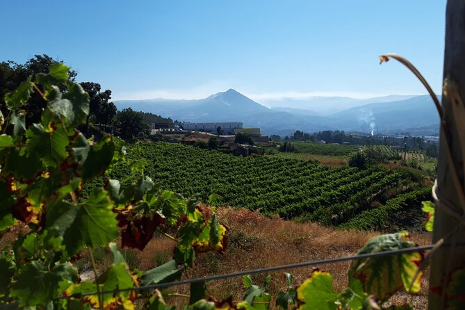 Classic Tasting Quinta De Santa Cristina Vinho Verde - The Renowned Region of Vinho Verde