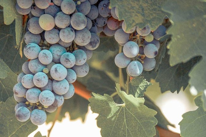 Classic Wine Adventure of Temecula Valley Afternoon Tour - Tour Details and Inclusions
