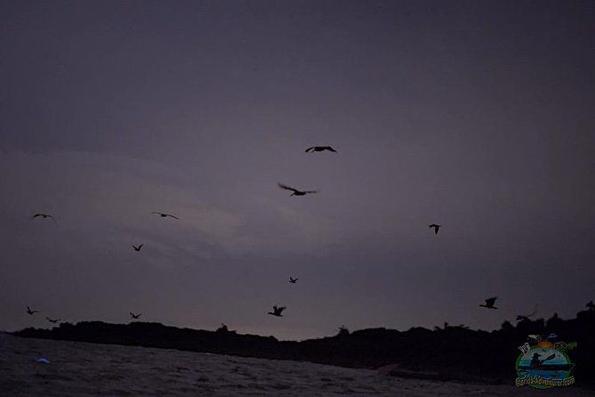Clear Kayak Florida Bioluminescence Tour Beacon 42 (Titusville) - Tour Overview and Experience