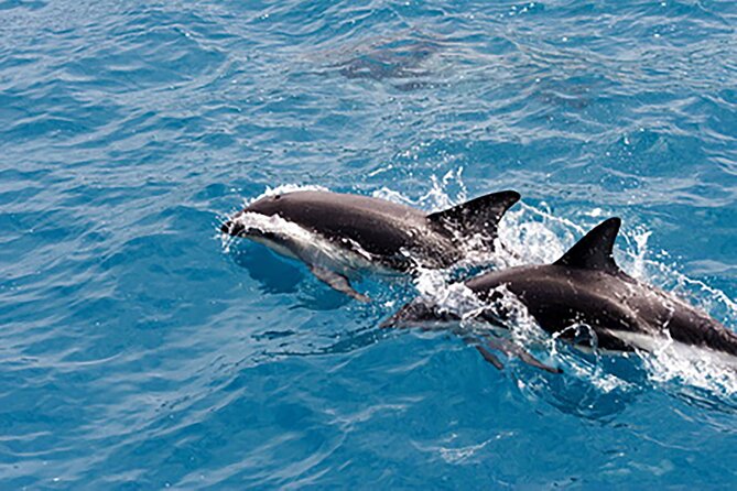 Clearwater Bay, Gulf Coast Dolphin Watching Cruise - Overview of the Dolphin Watching Cruise
