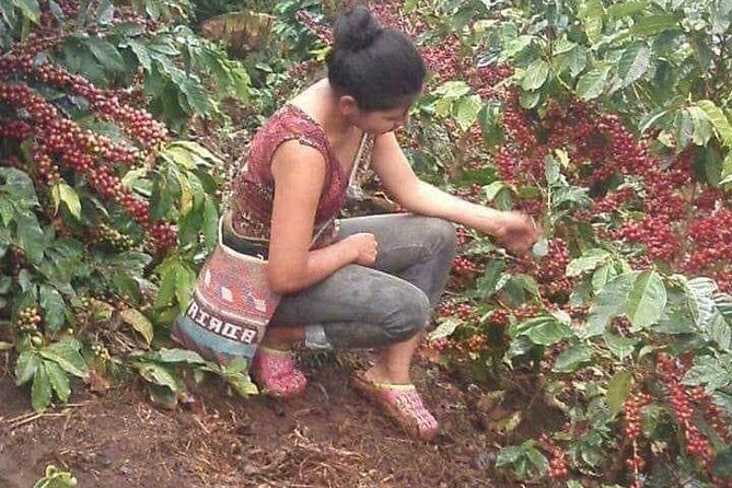 Coffee Plantation Experience - Stunning Coffee Plantation Images
