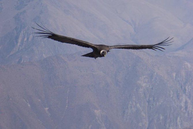 Colca Trek - 2 Days Tour - Wildlife and Landscapes