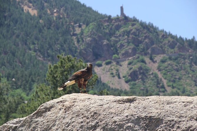 Colorado Springs Hands-On Falconry Class and Demonstration - Overview and Experience