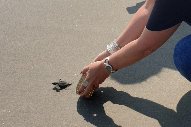 Combo 6 Hr Tour All City Highlights Divers Baby Turtle Release - Cancellation Policy