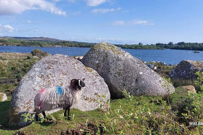 Connemara Sheep Farm Experience & Kylemore Abbey by Lux Limousine - Return Journey in Style