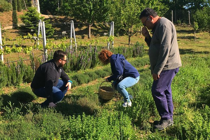 Cook Like a Local Greek Cooking Lesson in Mt Pelion Greece - Culinary Class Overview