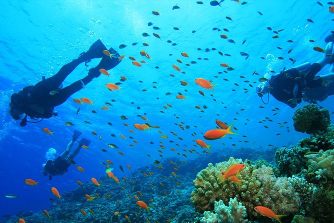 Coral Island Half-day Tour - Tour Highlights