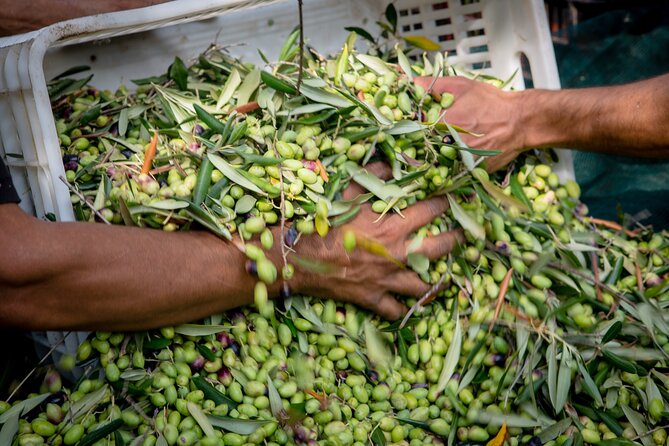 Corfu Organic Olive Oil Tasting at Family Farm - Introduction to Organic Olive Oil Production